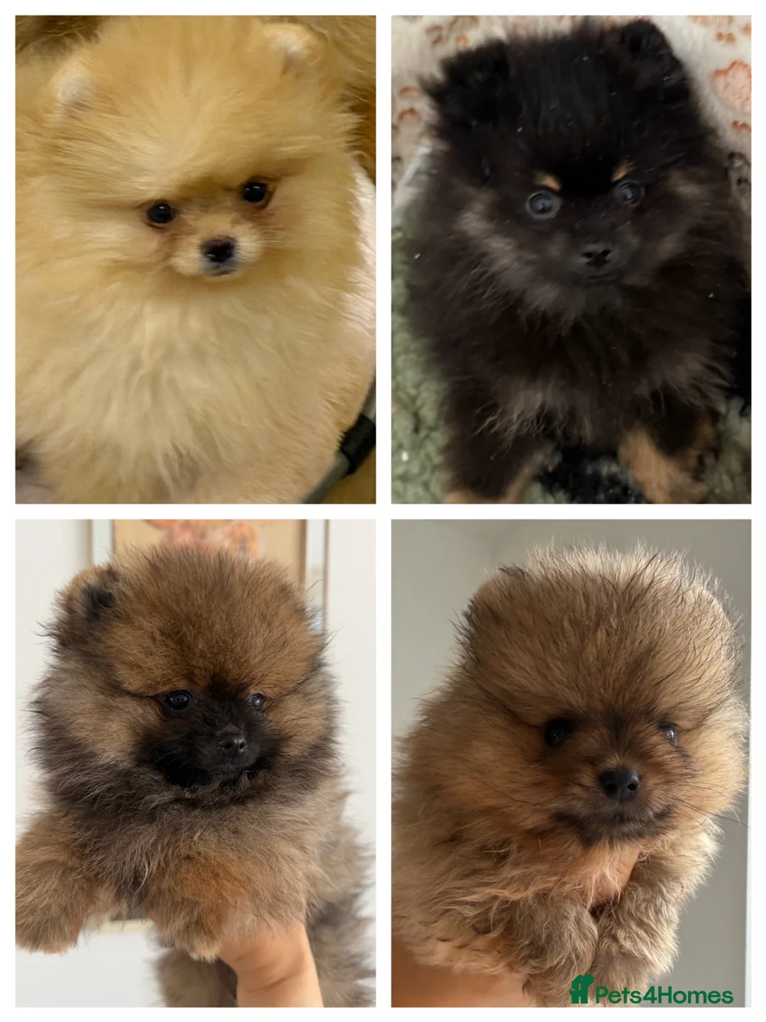 Pomeranian dogs for sale: Royal Kennel Club reg show Pomeranian puppies - Advert 1