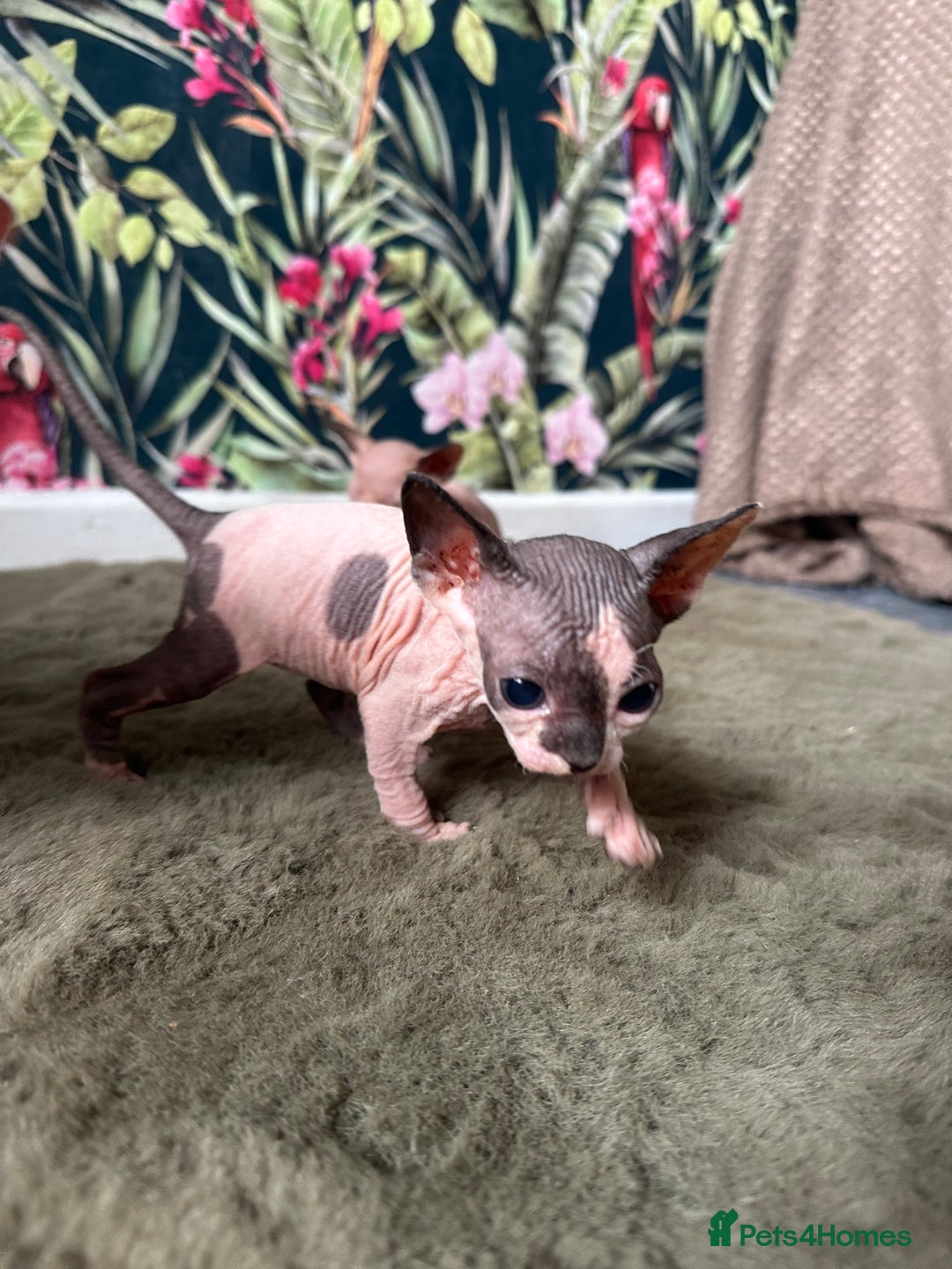 Sphynx cats for sale:  6 Beautiful Sphynx Kittens Ready Soon – 5★ - Image 36