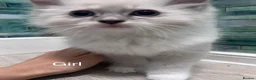 Ragdoll cats for sale: 3 beautiful kittens  in Longniddry - Advert 16