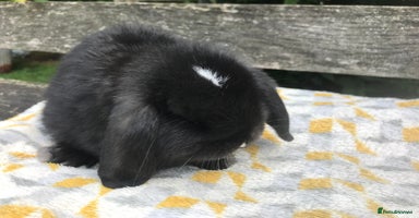 Mini Lop rabbits - Advert 4
