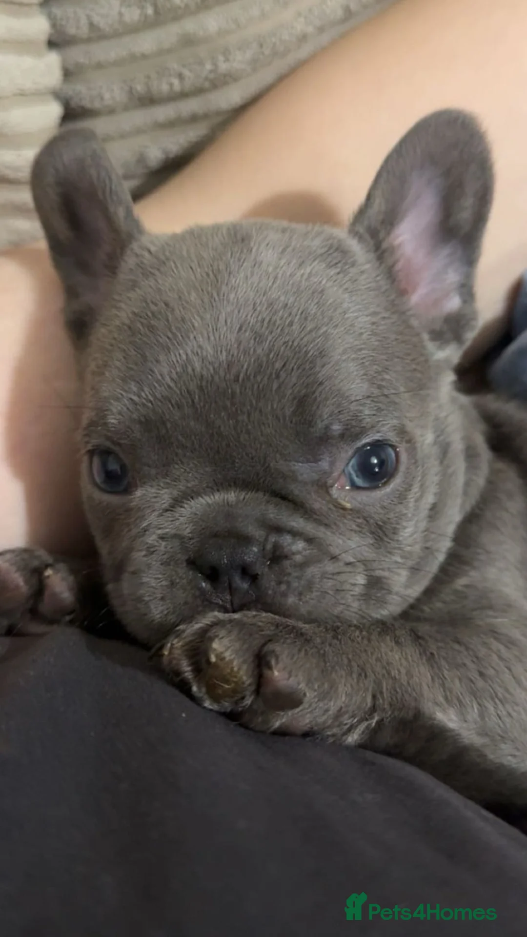 French Bulldog dogs for sale: Quality french bulldogs for sale - Advert 12