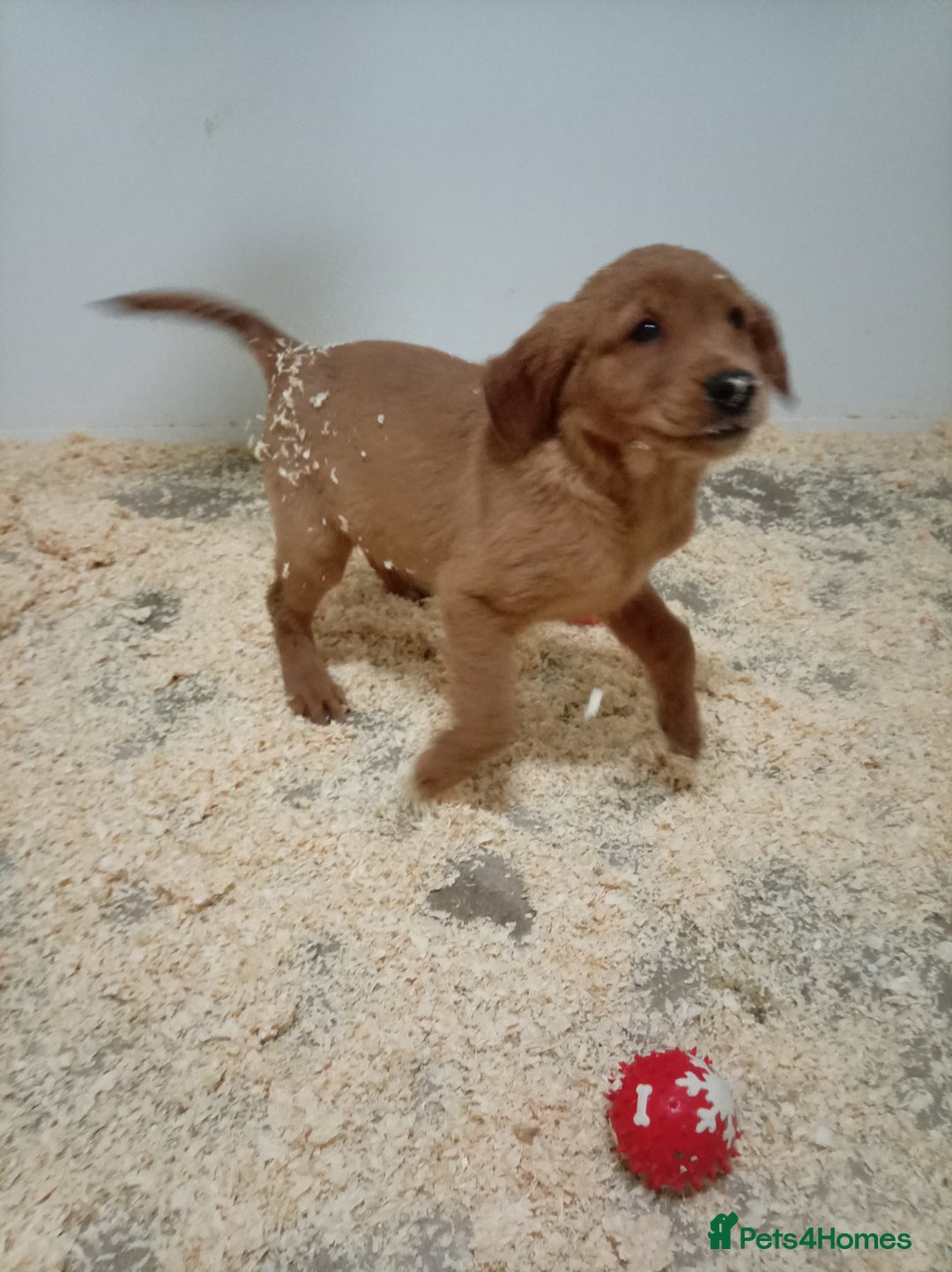 Golden Retriever dogs for sale: Kc registered golden retrievers from working lines - Advert 9