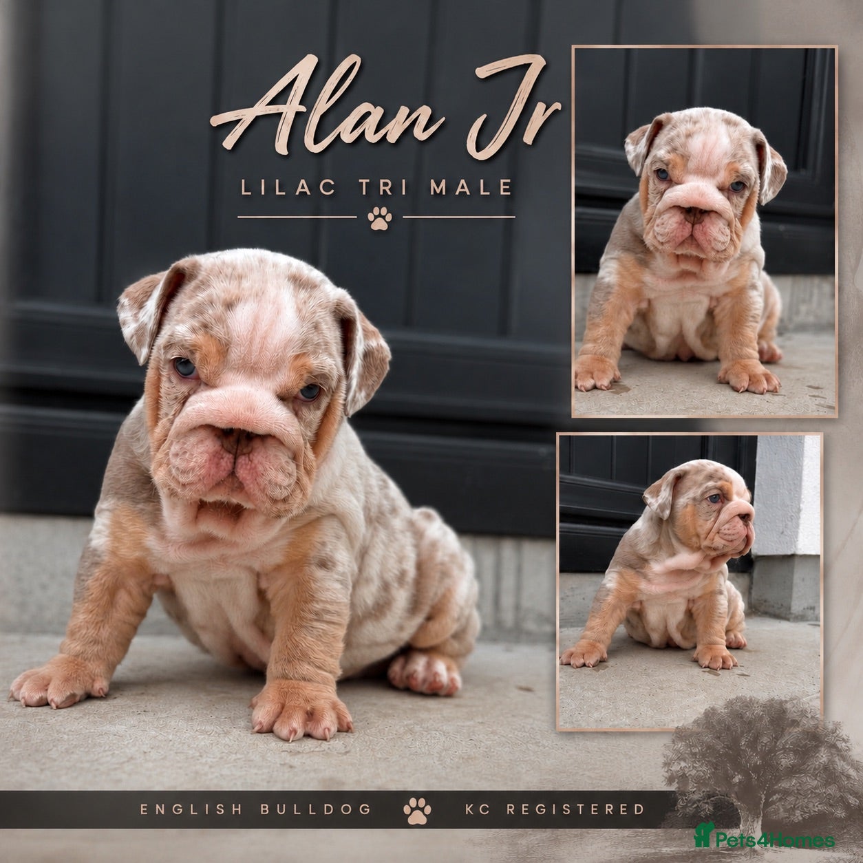 English Bulldog dogs New English bulldog puppies - Advert 1