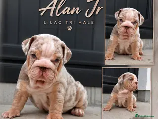 English Bulldog dogs New English bulldog puppies - Advert 1