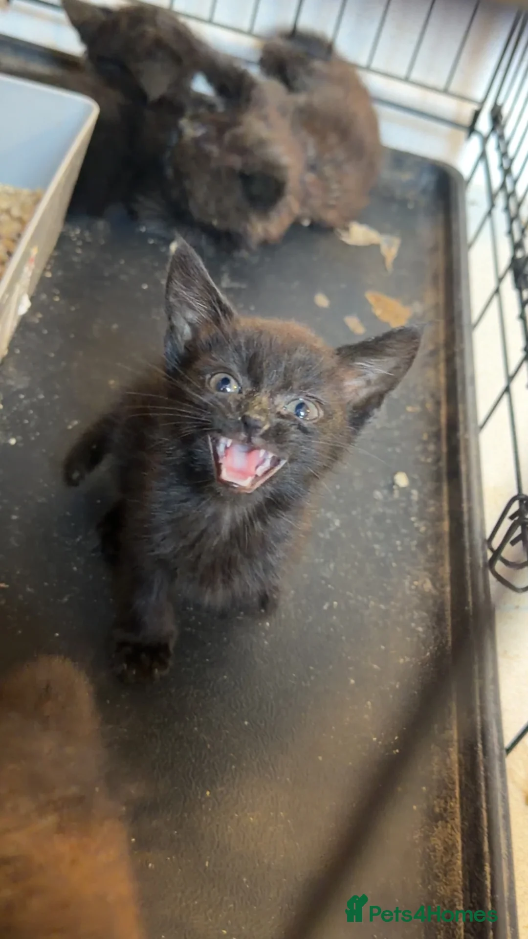 Mixed Breed cats for sale: 4 kittens for sale  - Advert 14