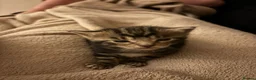 Mixed Breed cats for sale: Four lovely little kittens  - Advert 1