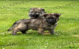 German Shepherd dogs for sale: Reduced kc reg German shepherd pup carry Isabella  - Image 9