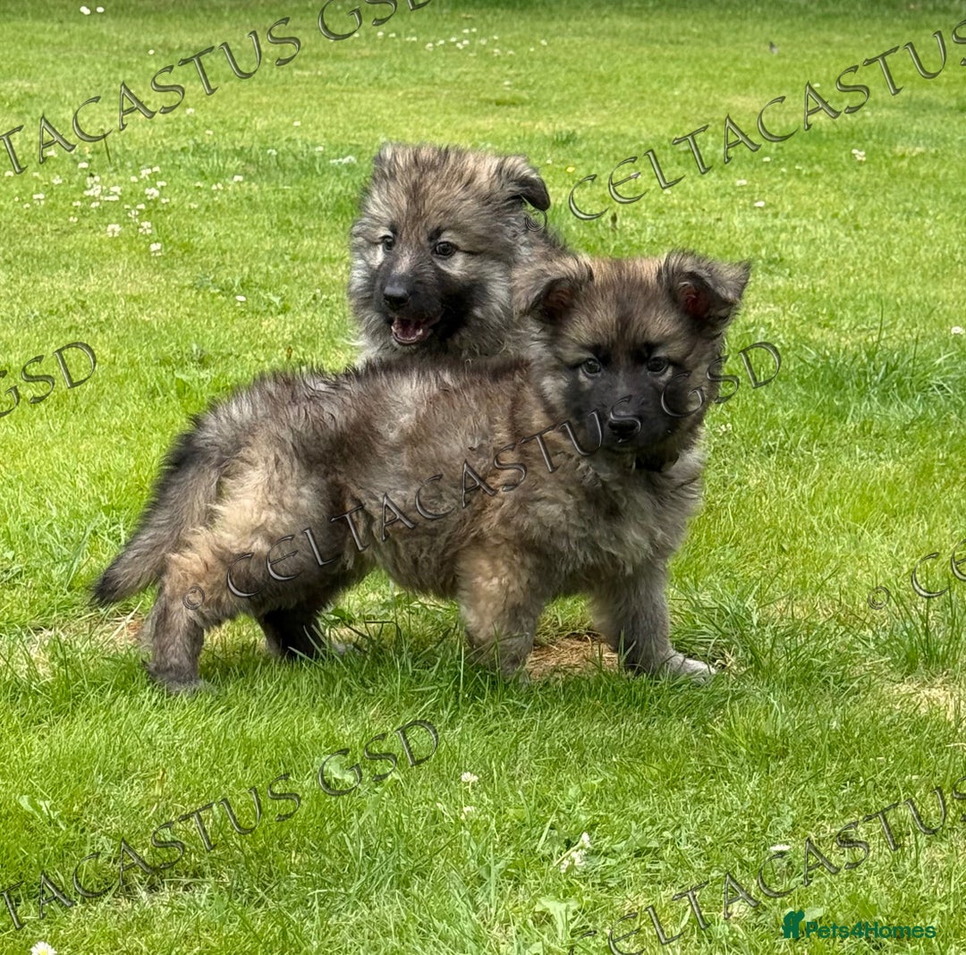 German Shepherd dogs for sale: Reduced kc reg German shepherd pup carry Isabella  - Image 9
