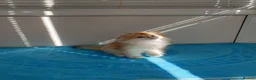 British Longhair cats for stud: BLH Golden Tipped NY12 Cheeky green 👀 stud - Advert 8