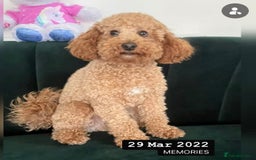 Toy Poodle dogs for sale: 🐾loving home needed for our sweet Toy Poodle🐾 - Image 2