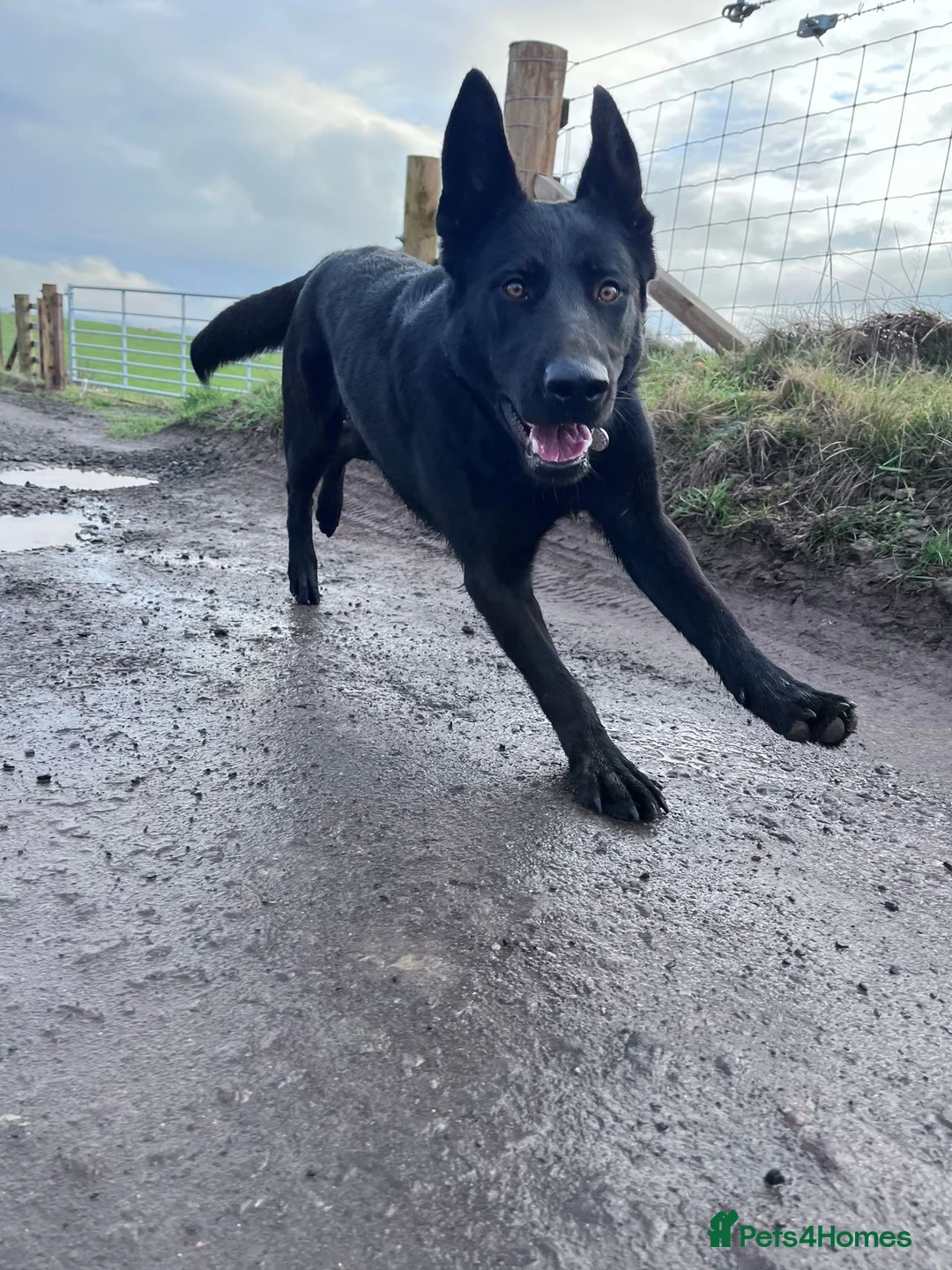 German Shepherd dogs for sale: Personal Protection German Shepherd - Advert 5