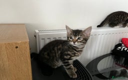 Mixed Breed cats for sale: Two lovely female kittens  - Image 4