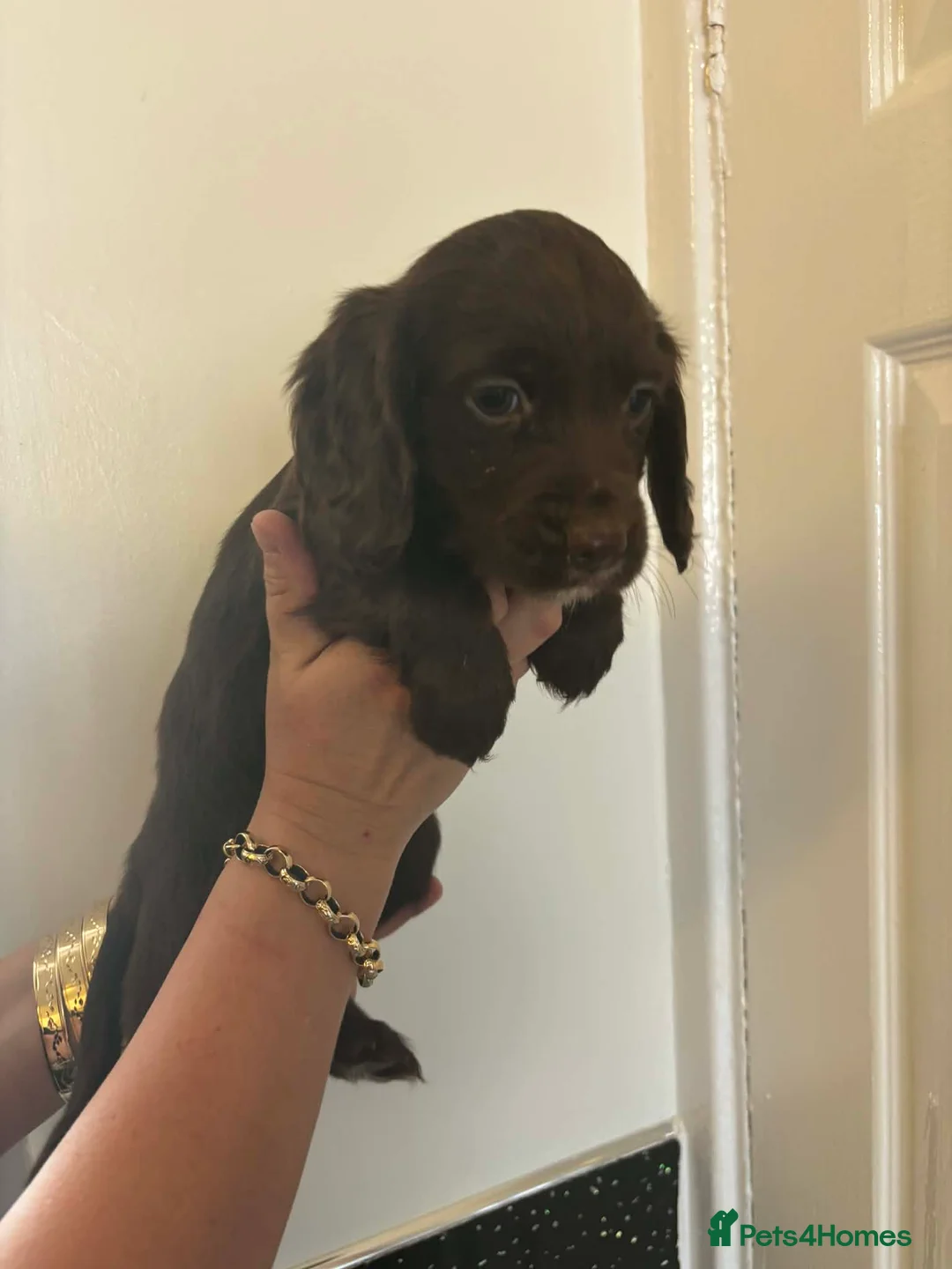 Cocker Spaniel dogs for sale: Cocker spaniel pupies - Advert 2