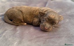 Labradoodle dogs for sale:  Rare Merle Labradoodle Puppies ready 25/10/25 - Image 19