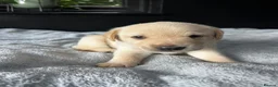 Labrador Retriever dogs for sale: LAST BEAUTIFUL GIRL ready 11 July! Excellent Labs - Advert 24