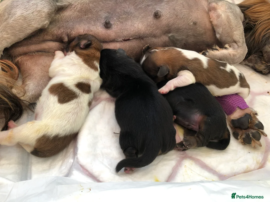 Shih Tzu dogs for stud: KC registered , beautiful stud dog in Cullompton - Advert 25