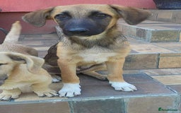 Mixed Breed dogs for adoption: CADBURY 5 months M playful/loves dogs, kids, cats! - Image 13