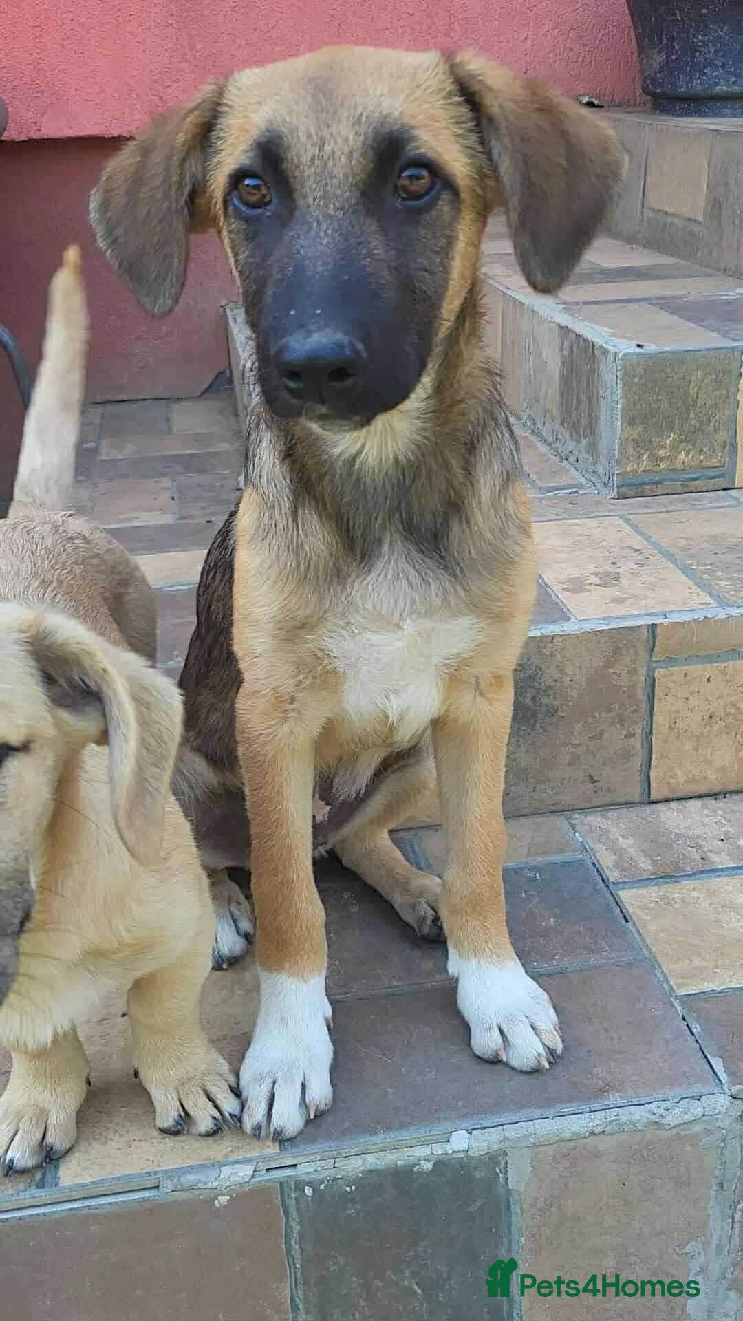 Mixed Breed dogs for adoption: CADBURY 5 months M playful/loves dogs, kids, cats! - Image 13