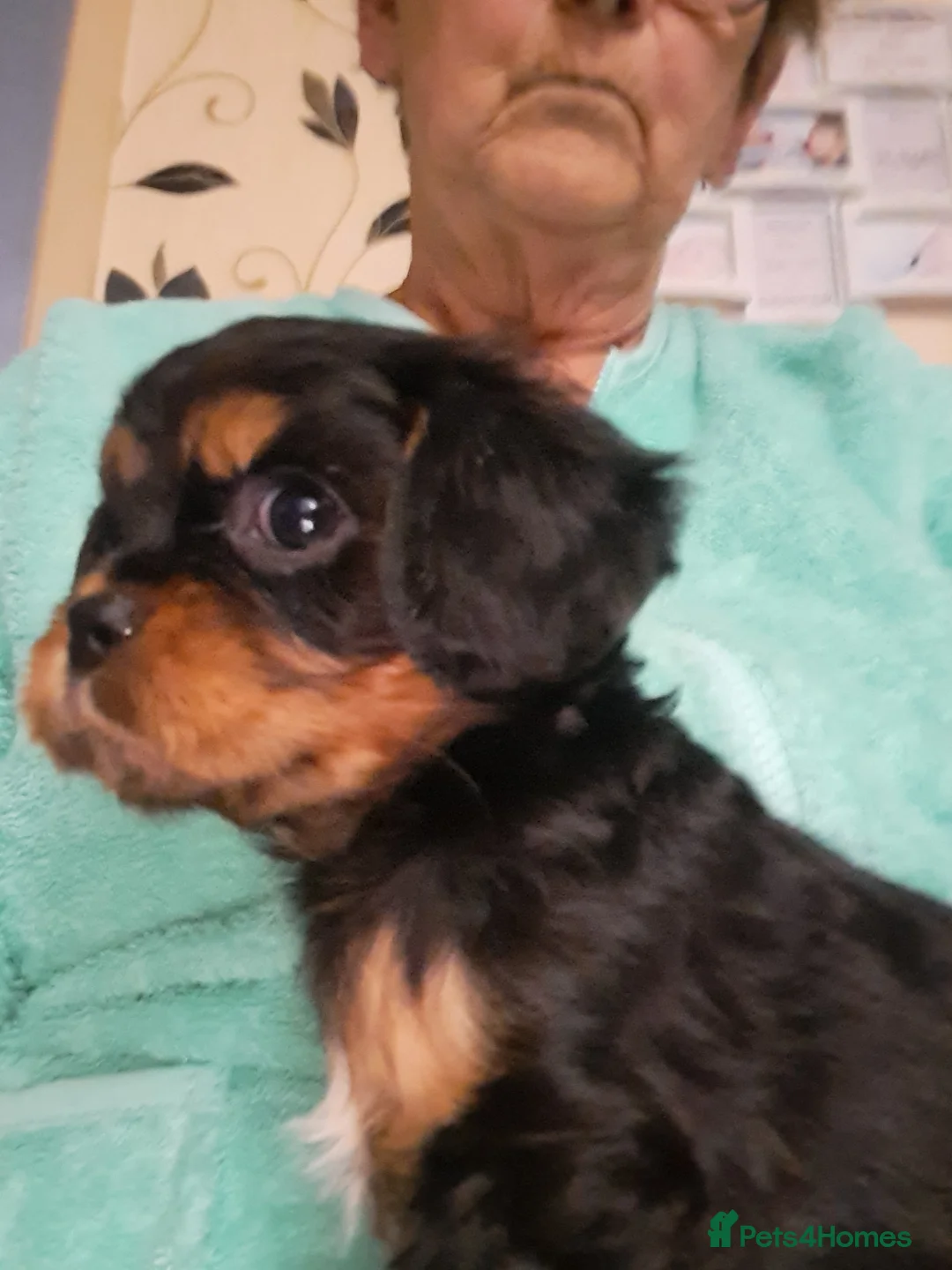 Cavalier King Charles Spaniel dogs for sale: For sale  - Advert 4
