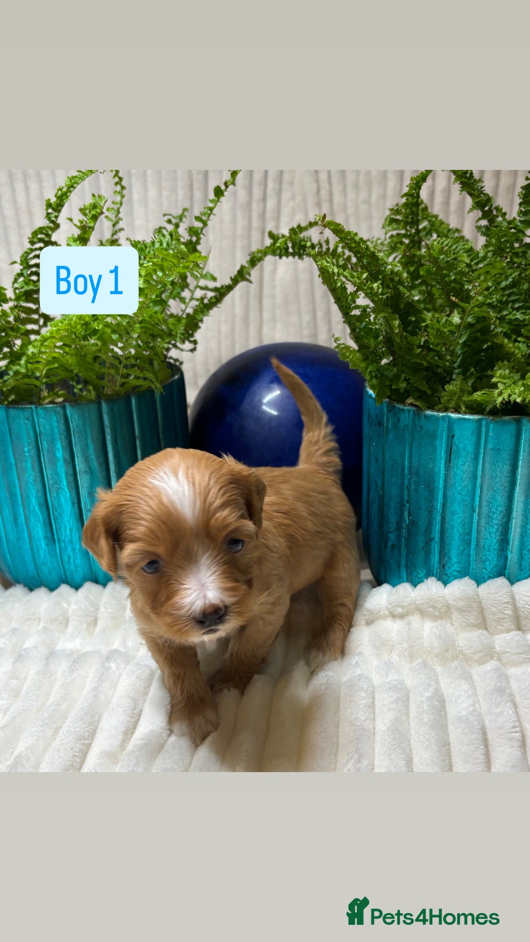 Havanese dogs for sale: 9 Beautiful Havanese Pedigree Puppies  - Advert 4