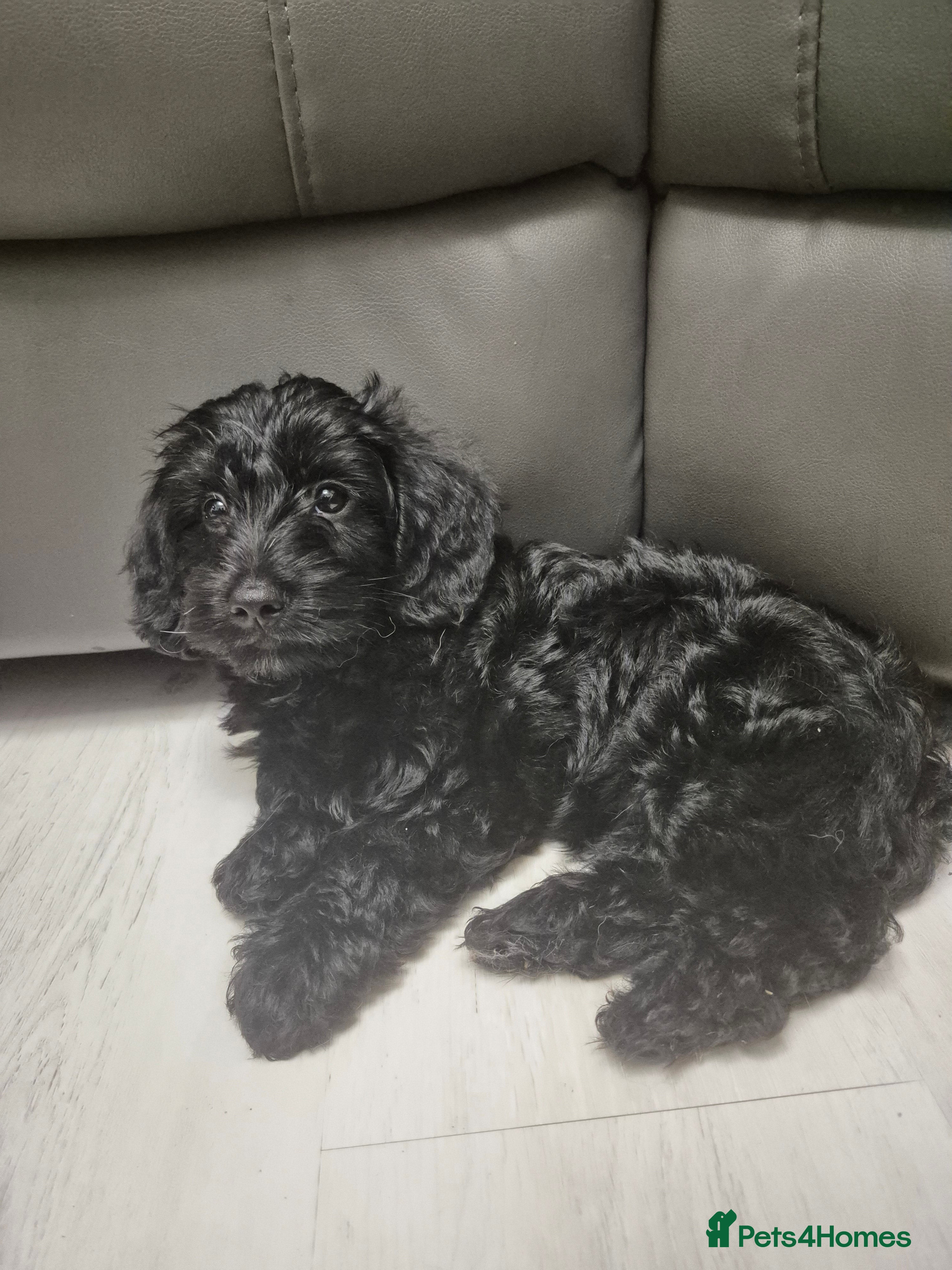 Mixed Breed dogs Yorkiepoo puppies  - Advert 13