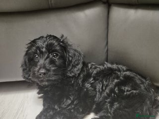 Mixed Breed dogs Yorkiepoo puppies - Advert 13