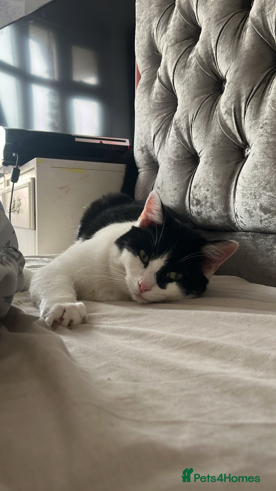 Ragdoll cats Half ragdoll cat 1 year 6 months  - Advert 3