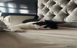 Ragdoll cats for sale: Half ragdoll cat 1 year 6 months  - Image 1