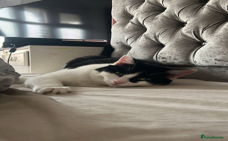 Ragdoll cats - Advert 6