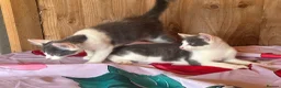 Mixed Breed cats for sale: 2 grey and white boys Ragdoll x - Advert 10