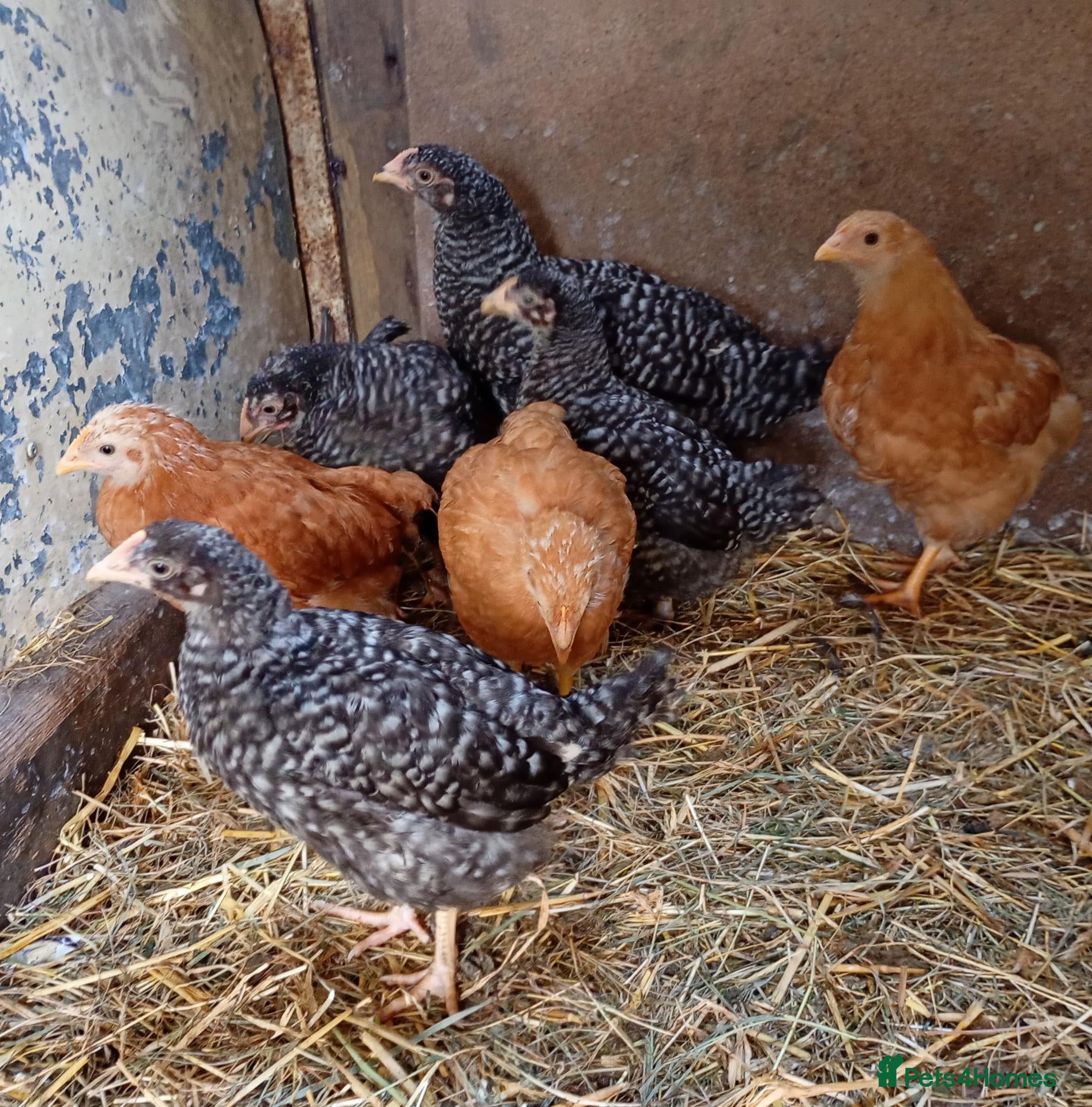 Chickens poultry Young female pullets - Advert 10
