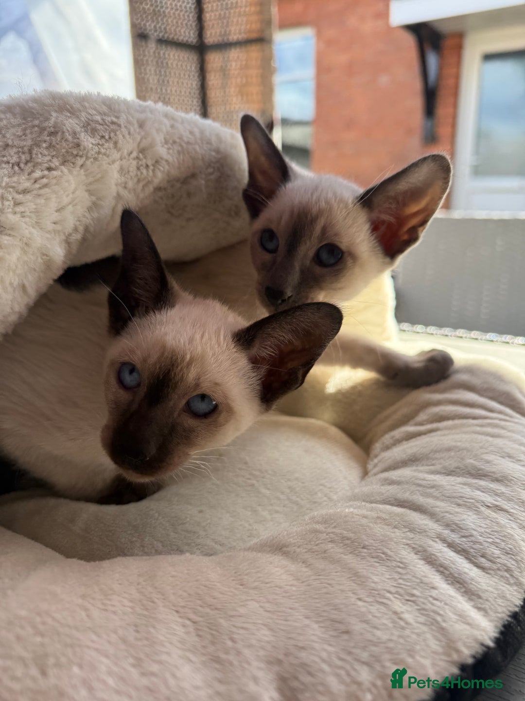 Siamese cats for sale: Siamese kittens - girls  - Image 39
