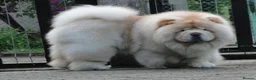 Chow Chow dogs for sale: 🧸Beautiful chow chow puppies 🧸 - Advert 21