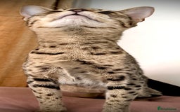 Savannah cats for sale: F3 girls  - Image 5