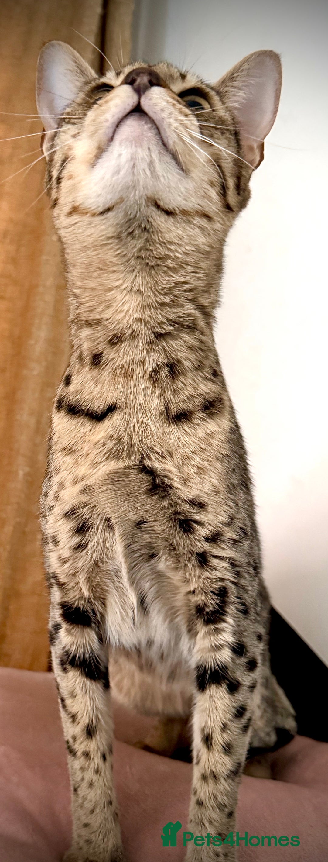 Savannah cats for sale: F3 girls  - Image 5