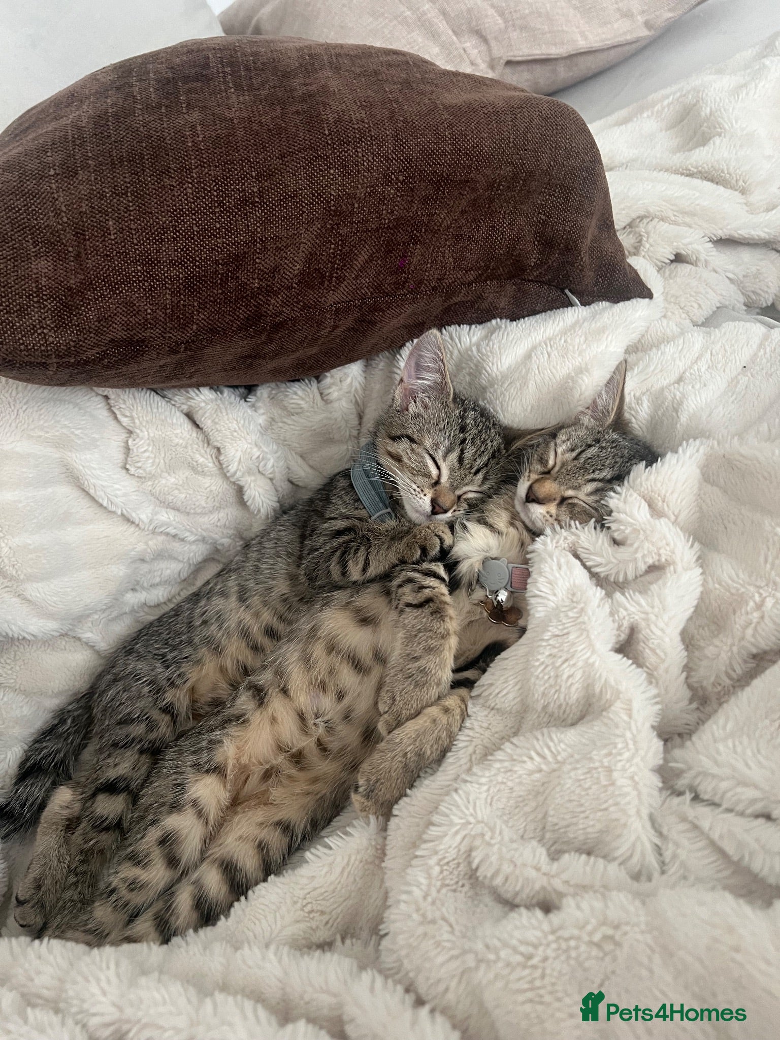 Mixed Breed cats Two kittens 🐱 ready to go - Advert 1