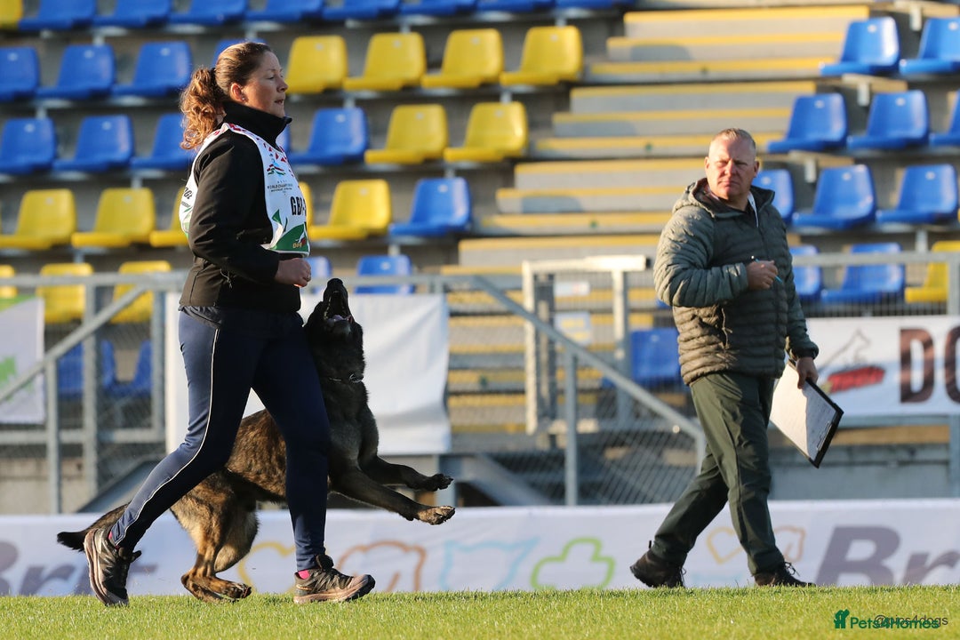 Border Terrier dogs for sale: Stunning Border Babies 🐾 Dog Training Family 🐾 - Advert 10