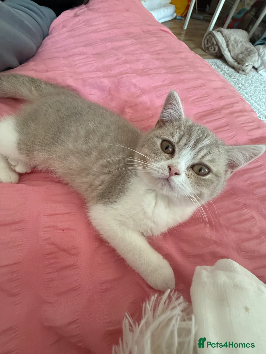 British Shorthair cats for sale: British short hair kitten  - Advert 2