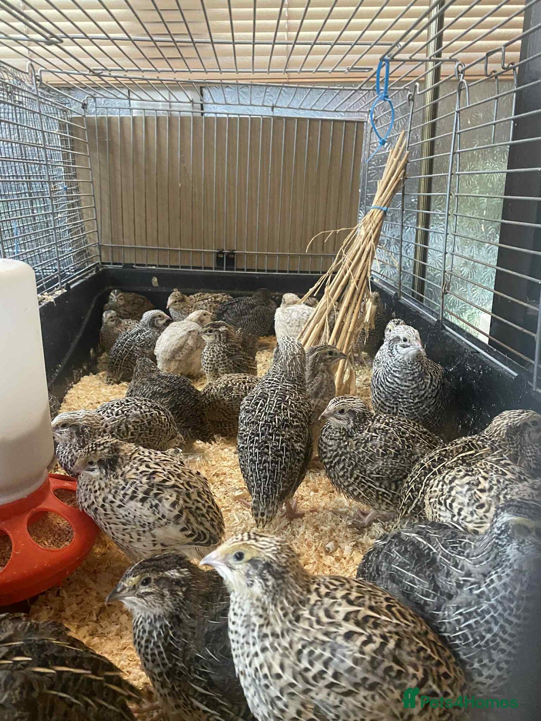 Quail poultry for sale: Fancy Coloured Japanese Jumbo Coturnix Quail - Image 5