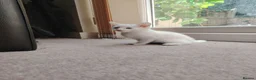 Mixed Breed cats for sale: Beautiful kittens for sale  - Advert 12