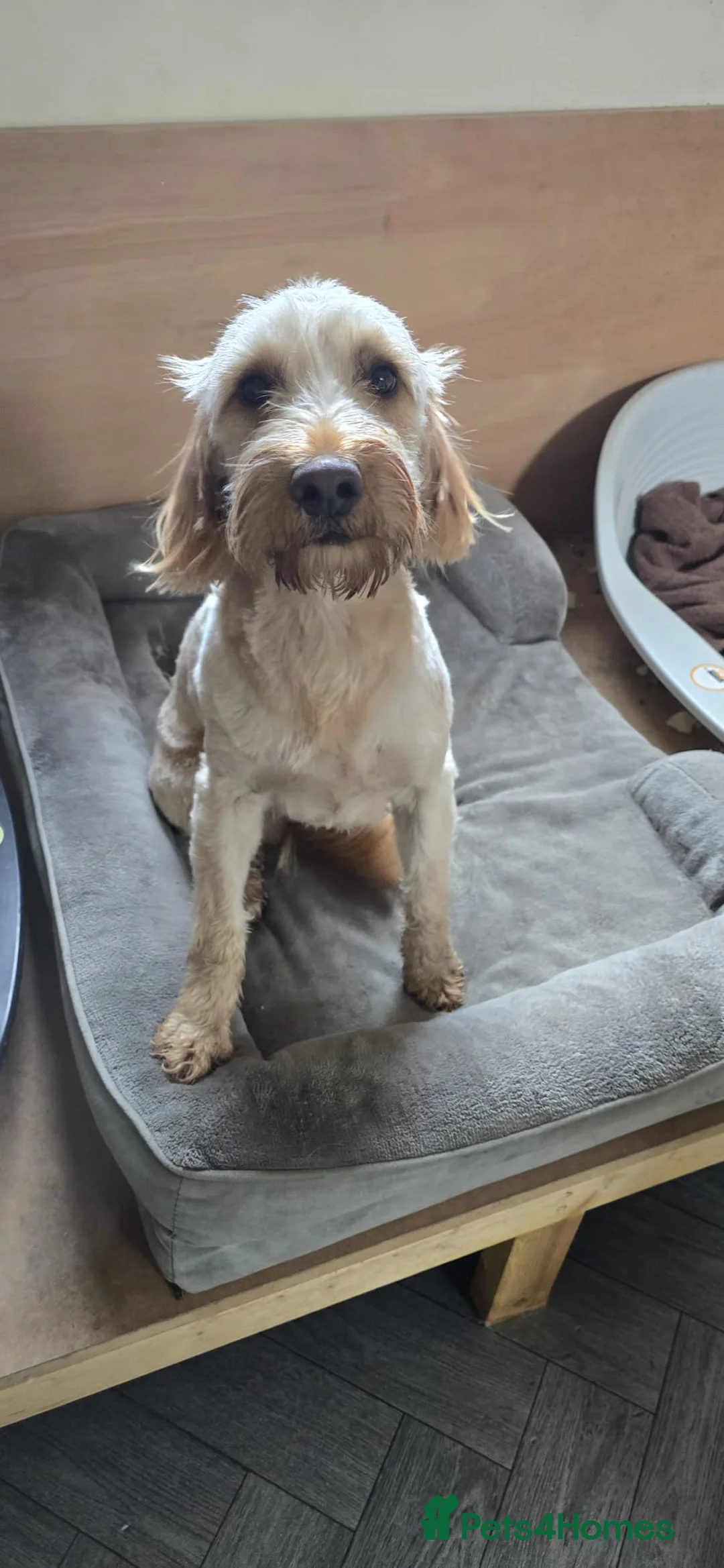 Cockapoo dogs for sale: Meet Almost 2 year old Cockerpoo Seamus - Advert 7