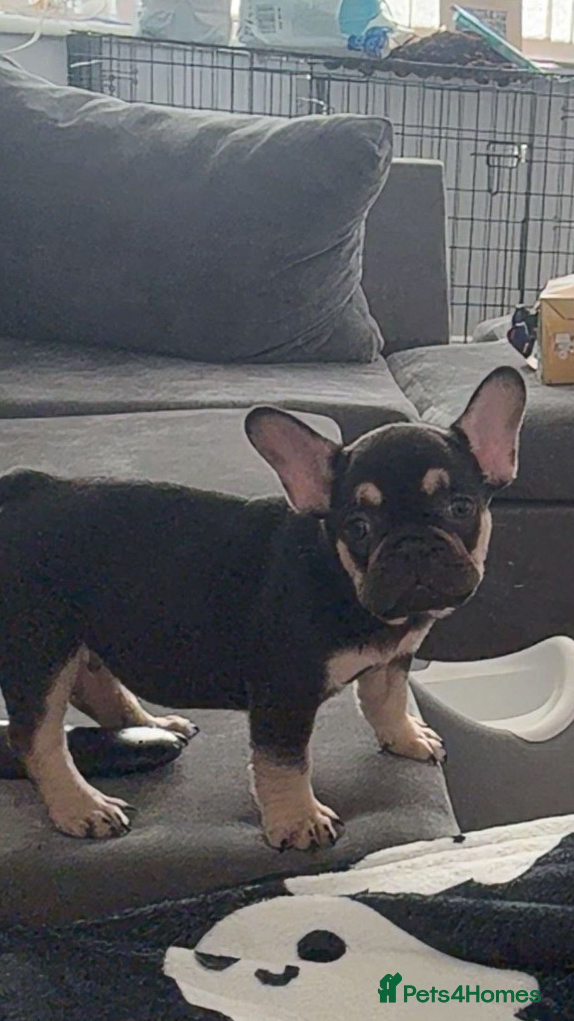 French Bulldog dogs One French bulldog puppy  - Advert 2
