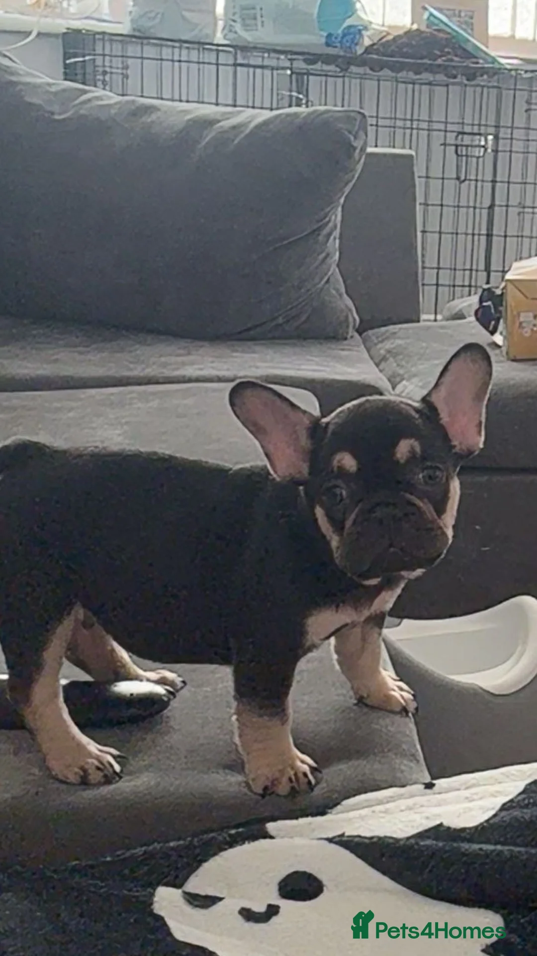 French Bulldog dogs for sale: One French bulldog puppy  in Walsall - Advert 1