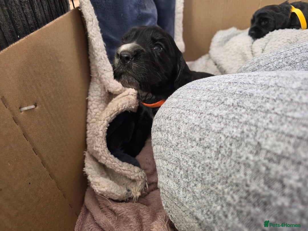 Cocker Spaniel dogs for sale: Working cocker Spaniel puppies KC registered  - Image 12