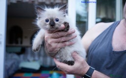Ragdoll cats for sale: Stunning GCCF Registered Heart Melting Affection - Image 9