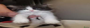 Persian 2