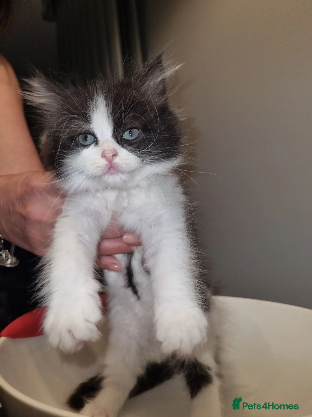 Persian cats for sale: PERSIAN KITTEN FOR SALE in Peterborough - Advert 1