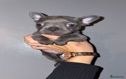 French Bulldog dogs for sale: French bulldog puppies  - Image 1