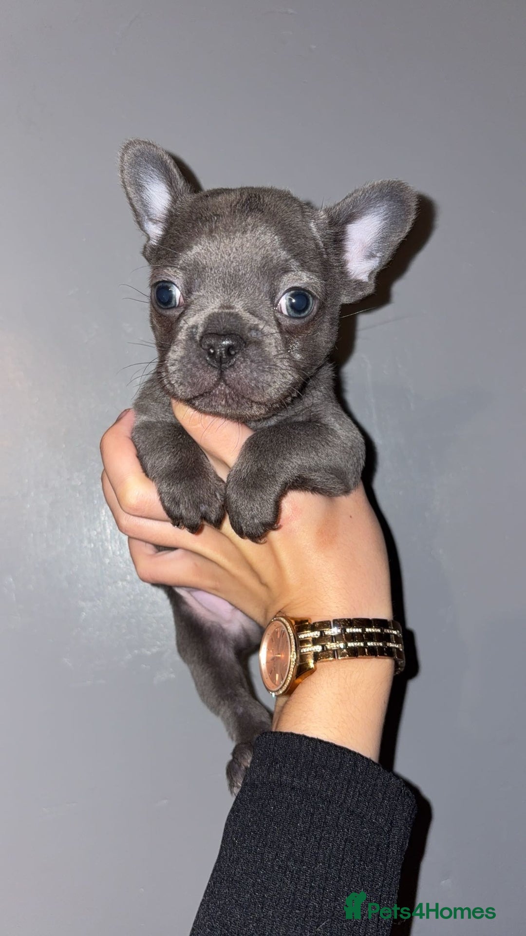 French Bulldog dogs for sale: French bulldog puppies  - Image 1
