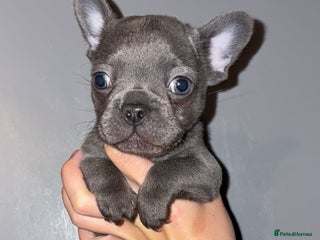 French Bulldog dogs - Advert 16